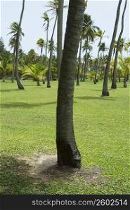 Palm trees on the beach, Luquillo Beach, Puerto Rico