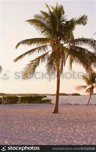 Palm trees on the beach, Miami, Florida, USA