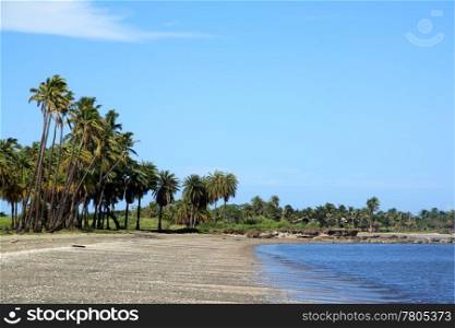 Palm trees on the beach near Nadi in Fiji