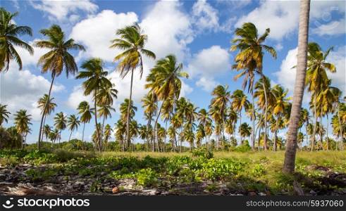 Palm trees on the beach of Isla Saona. Palm trees on the beach of Isla Saona.