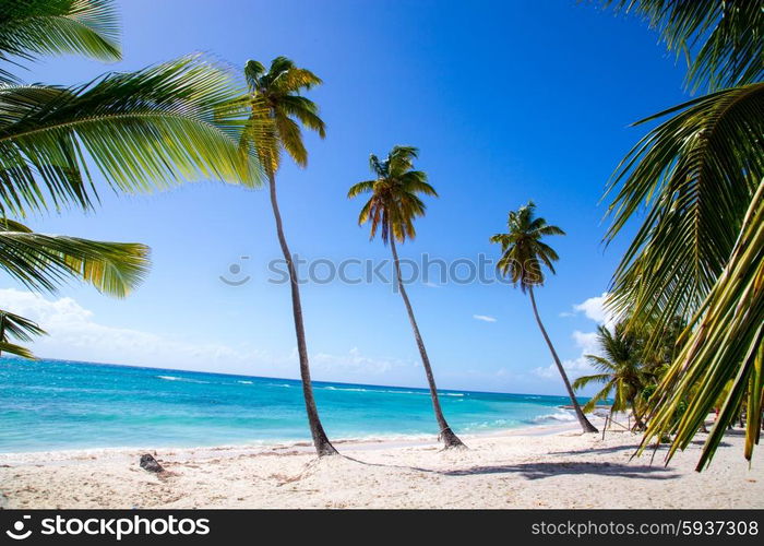 Palm trees on the beach of Isla Saona. Palm trees on the beach of Isla Saona.