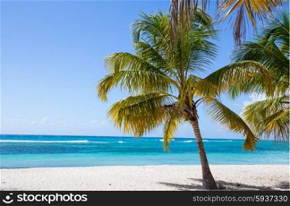 Palm trees on the beach of Isla Saona. Palm trees on the beach of Isla Saona.