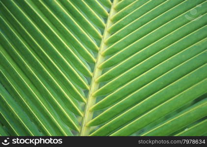 palm trees on the beach of the island and atoll of the Maldives Islands in the indian ocean.. ASIA INDIAN OCEAN MALDIVES TROPICAL PALM