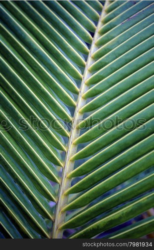 palm trees on the beach of the island and atoll of the Maldives Islands in the indian ocean.. ASIA INDIAN OCEAN MALDIVES TROPICAL PALM