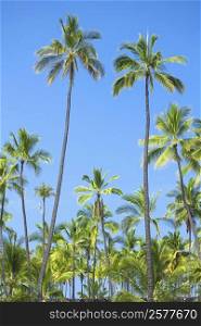 Palm trees on the beach, Puuhonua O Honaunau National Historical Park, Kona Coast, Big Island, Hawaii Islands, USA