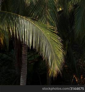 Palm trees on the beach, Sayulita, Nayarit, Mexico