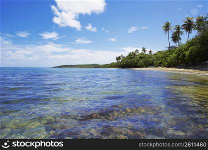 Palm trees on the beach, Seven Seas Beach, Fajardo, Puerto Rico