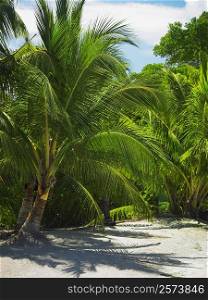 Palm trees on the beach, South West Bay, Providencia, Providencia y Santa Catalina, San Andres y Providencia Department, Colombia
