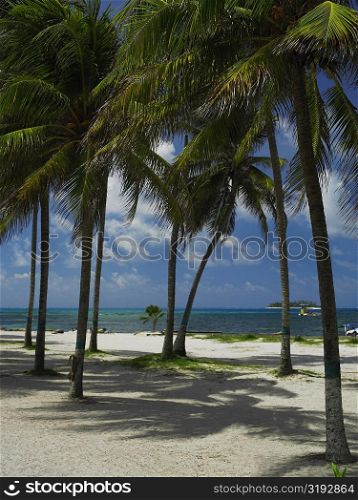 Palm trees on the beach, Spratt Bight Beach, San Andres, Providencia y Santa Catalina, San Andres y Providencia Department, Colombia