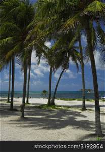 Palm trees on the beach, Spratt Bight Beach, San Andres, Providencia y Santa Catalina, San Andres y Providencia Department, Colombia