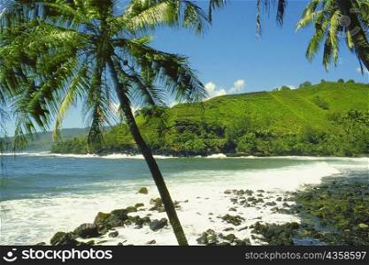 Palm trees on the beach, Tahiti, Society Islands, French Polynesia