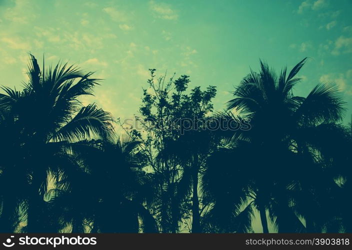 Palm trees on the beautiful sunset background.