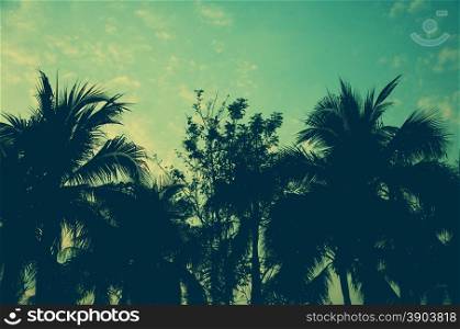 Palm trees on the beautiful sunset background.