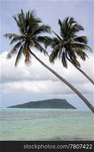 Palm trees on the coast and small island in Upolu, Samoa
