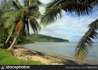Palm trees on the coast of Upolu island in Samoa