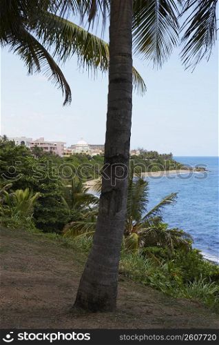 Palm trees on the coast, Old San Juan, San Juan, Puerto Rico