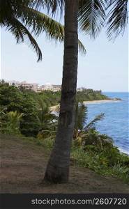 Palm trees on the coast, Old San Juan, San Juan, Puerto Rico