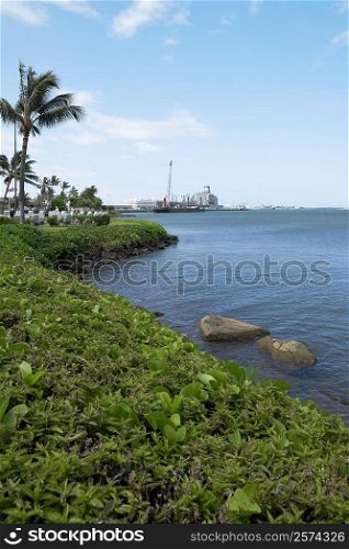 Palm trees on the coast, Pearl Harbor, Honolulu, Oahu, Hawaii Islands, USA