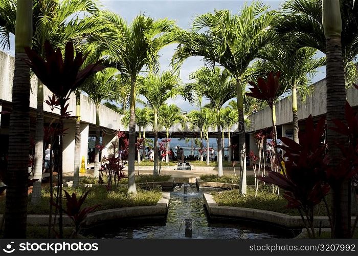 Palm trees on the courtyard of a building, Pearl Harbor, Honolulu, Oahu, Hawaii Islands, USA
