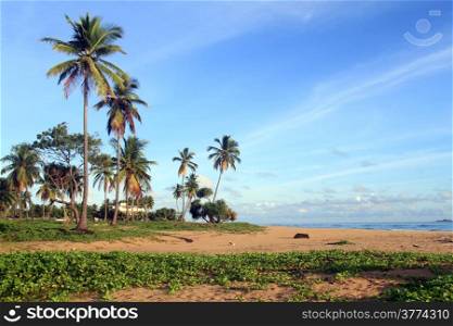 Palm trees on the Nilaveli beach in Sri Lanka