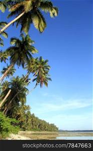 Palm trees on the Pantai Sorak beach in Nias, Indonesia