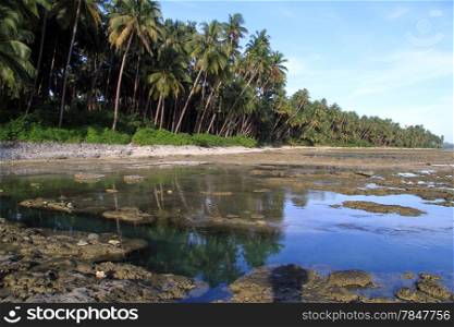 Palm trees on the Pantai Sorak in Nias, Indonesia
