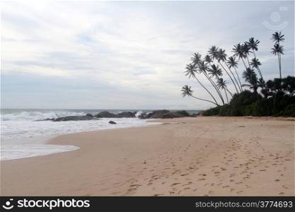 Palm trees on the sand beach Ambalangoda, Sri Lanka
