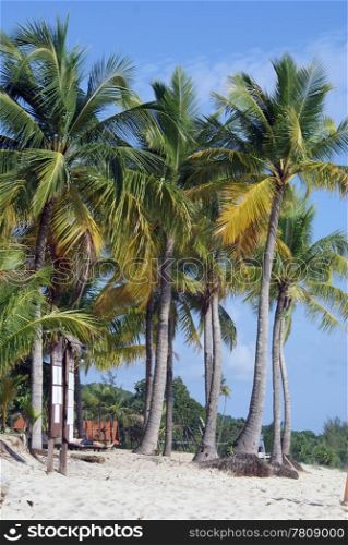 Palm trees on the sand beach, Langkawi, Malaysia