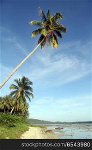 Palm trees on the sand beach Pantai Sorak in Nias, Indonesia
