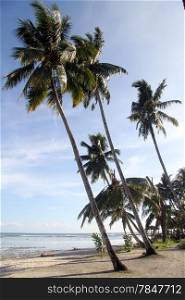 Palm trees on the sand beach Pantai Sorak in Nias, Indonesia