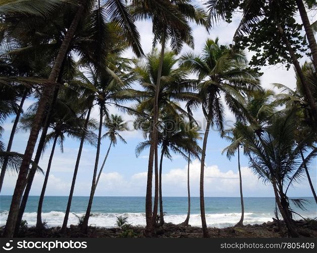 Palm trees on the sea coast of caribean island Dominica