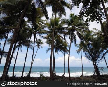 Palm trees on the sea coast of caribean island Dominica