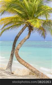 Palm trees on the tropical Caribbean beach.