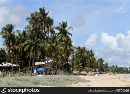 Palm trees on the Upuveli beach, Sri Lanka