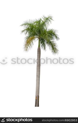palm trees on the white background