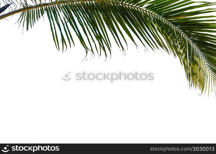 palm trees on the white background.. palm tree