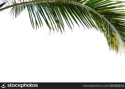 palm trees on the white background.. palm tree