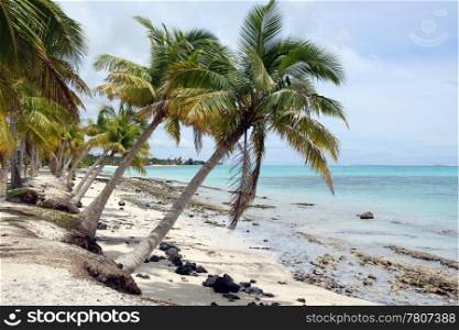 Palm trees on the white sand beach in Savaii island, Samoa