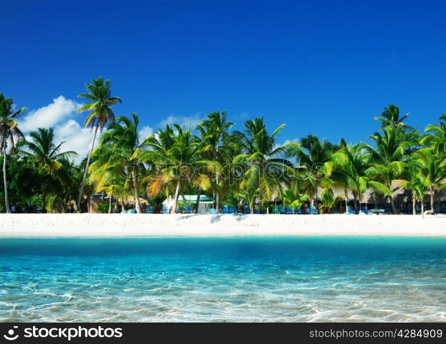 palm trees on tropical beach