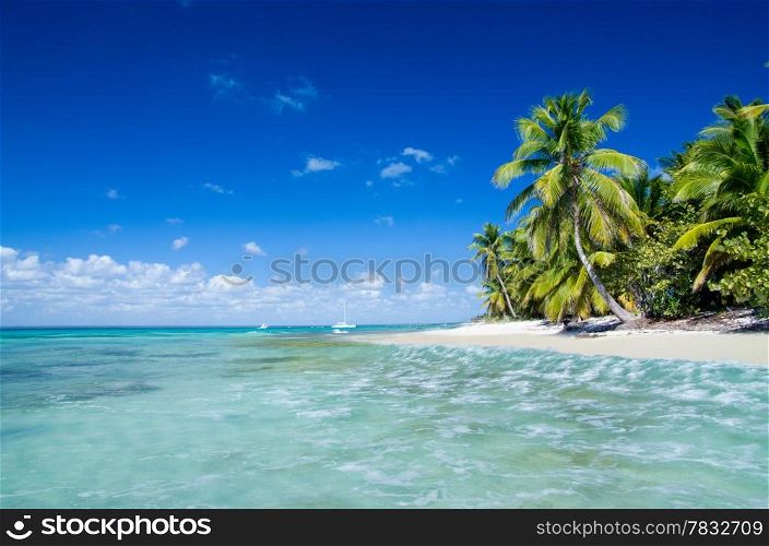 palm trees on tropical beach