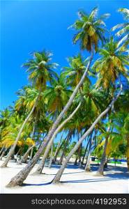 Palm trees on tropical island at ocean. Maldives.