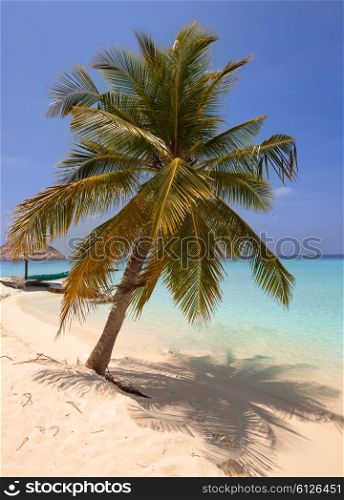 Palm trees on tropical island at ocean. Maldives