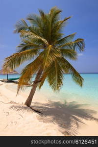 Palm trees on tropical island at ocean. Maldives