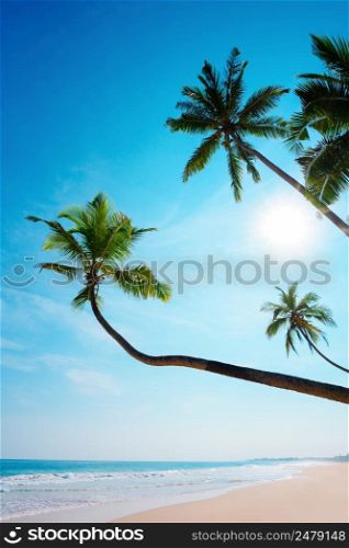 Palm trees on tropical shore. Remote island beach with clean sand sunny summer getaway.