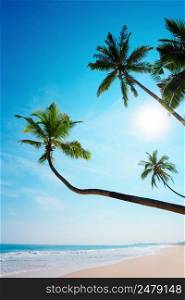 Palm trees on tropical shore. Remote island beach with clean sand sunny summer getaway.