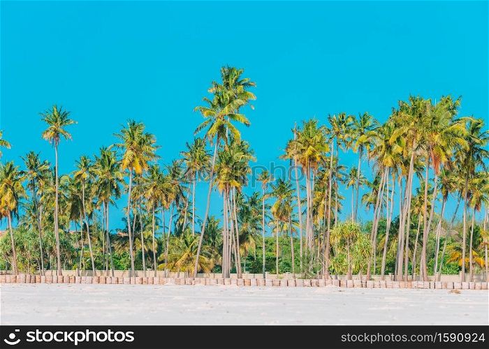 Palm trees on white sand beach at tropical exotic island. Big palm trees on white sandy beach