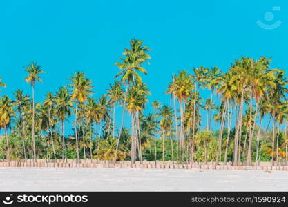 Palm trees on white sand beach at tropical exotic island. Big palm trees on white sandy beach