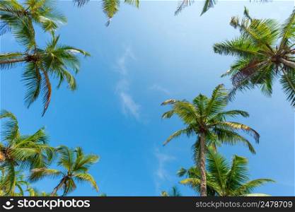 Palm trees over sky background with copy space in center
