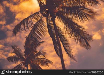 Palm trees over sunset sky background, silhouette of tropical trees on evening cloudscape backdrop, summer vacation on exotic island