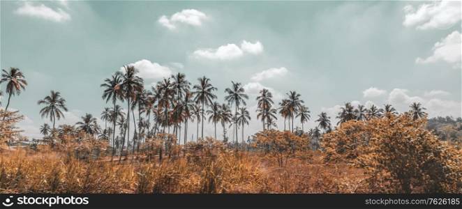 Palm trees plantation, beautiful tropical landscape, exotic farmland, countryside of Sri Lanka, summer vacation on the tropical island